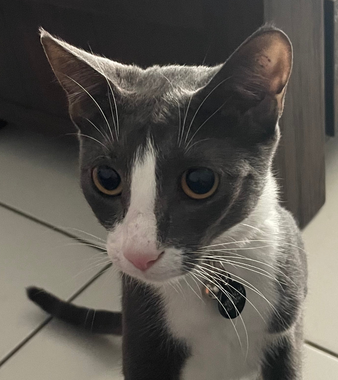 Abstract Pet Artwork