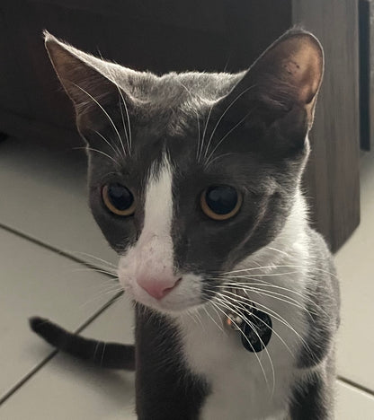 Abstract Pet Artwork